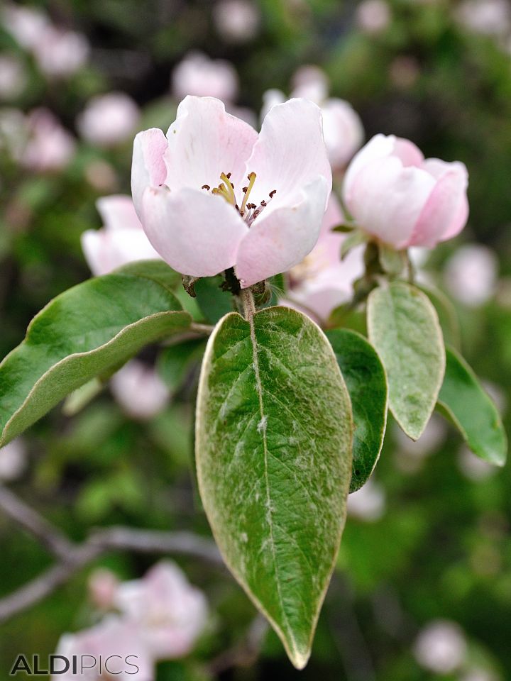 Blossoming trees