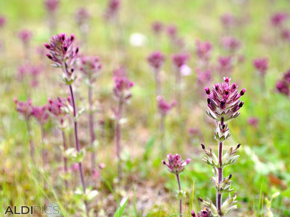 Wild flowers