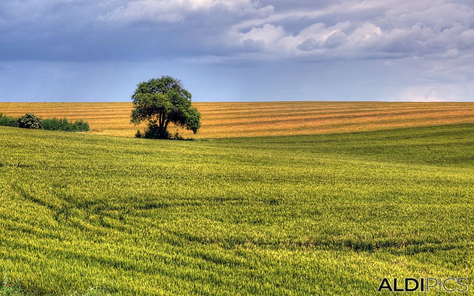 Fields near Stara Zagora