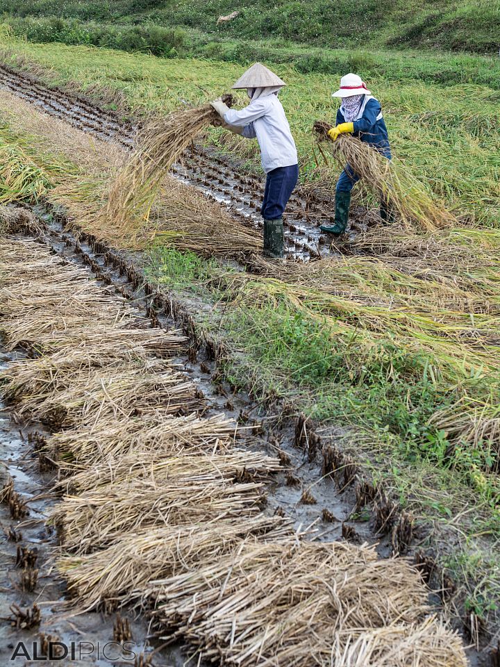 Harvesting rice