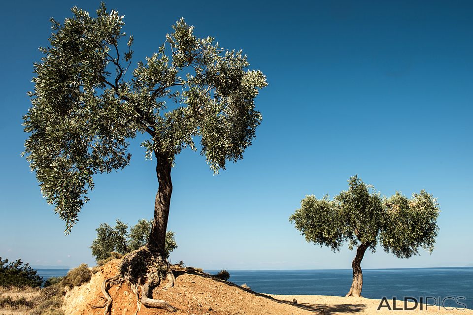 Olive trees