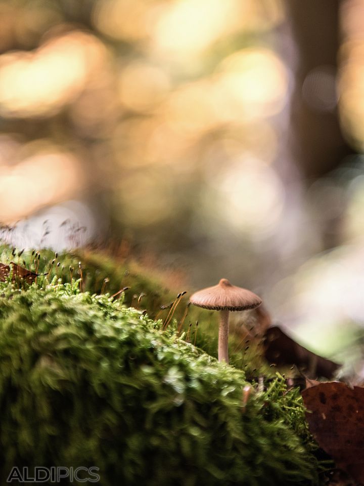 Mushrooms in the forest