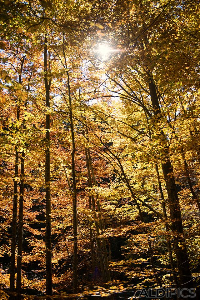 Autumn in the Rhodopes