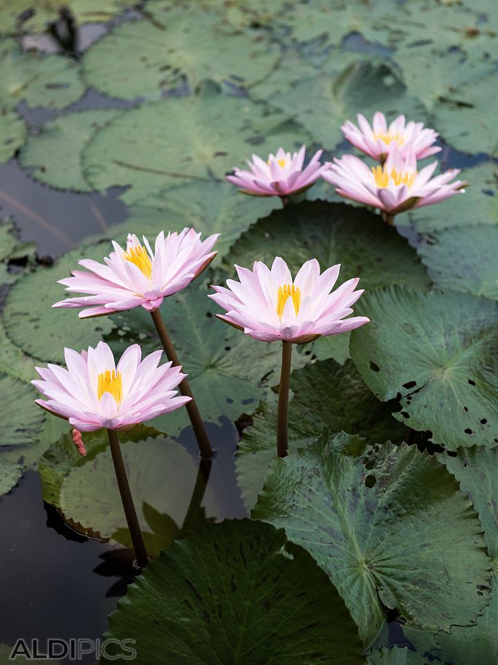 Beautiful flowers