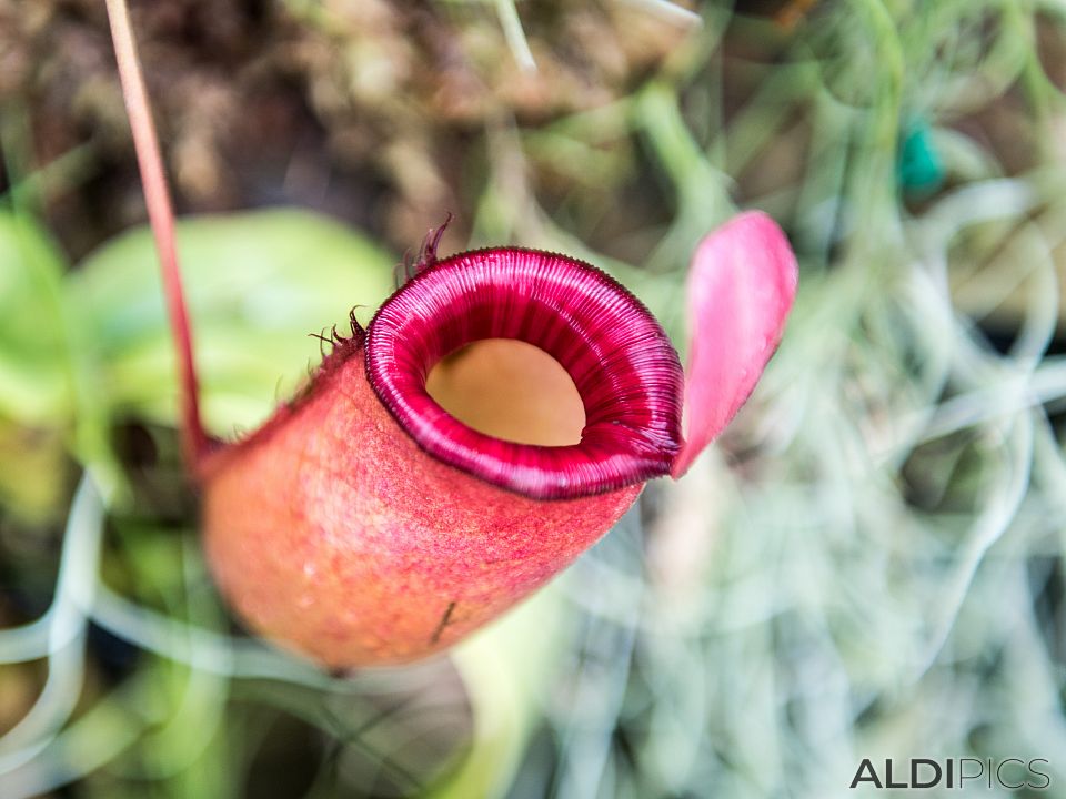 Botanical garden in Singapore