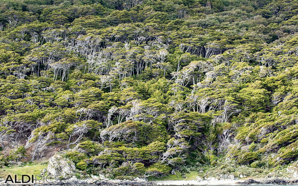 The coast of Ushuaia