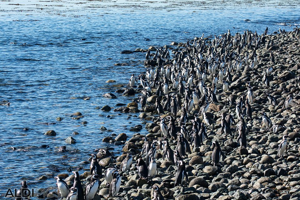 Penguins on Magdalena Island