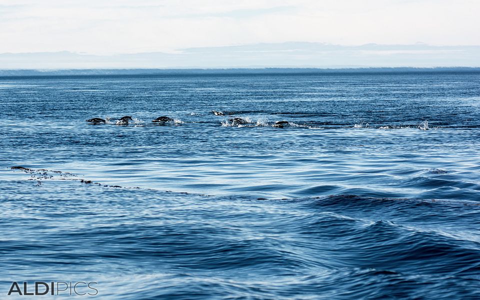 Penguins near Magdalena island