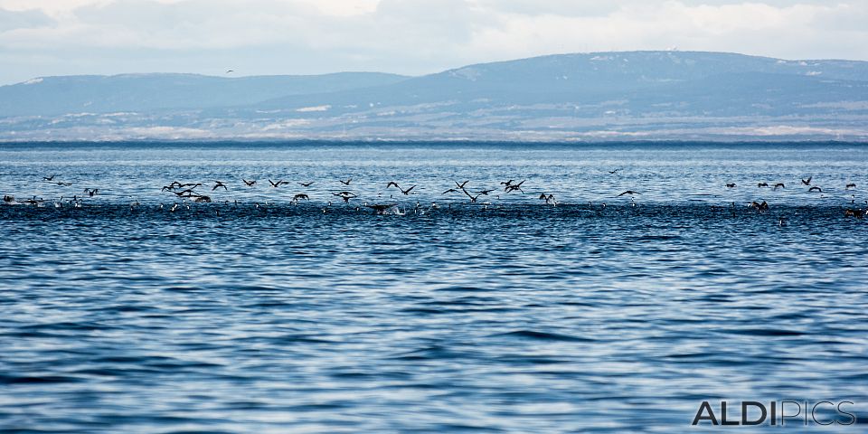 Birds near Magdalena island