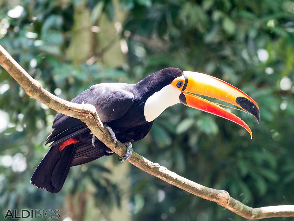 Birds in a park