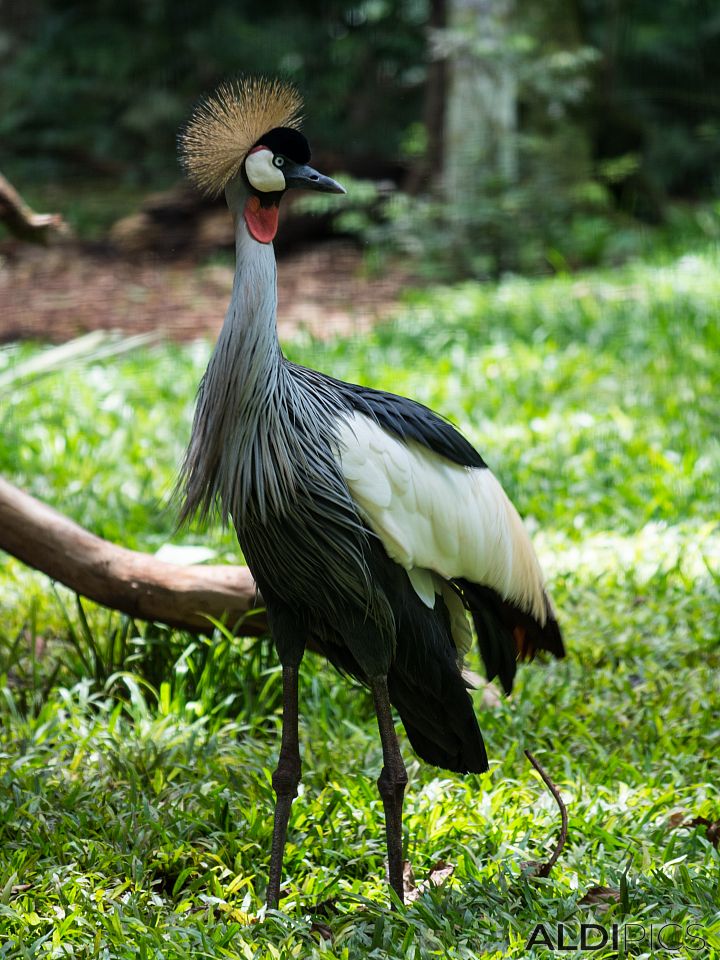 Birds in a park