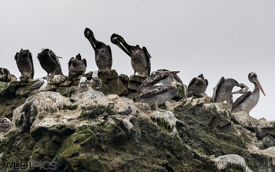 Pelicans