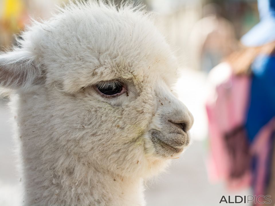 Alpaca in Chivay