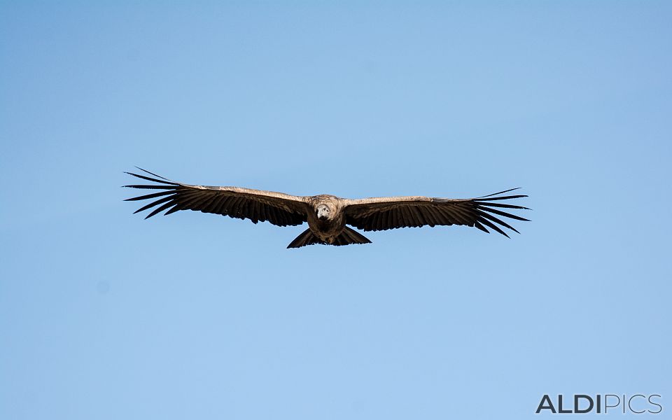 Condors of Colca