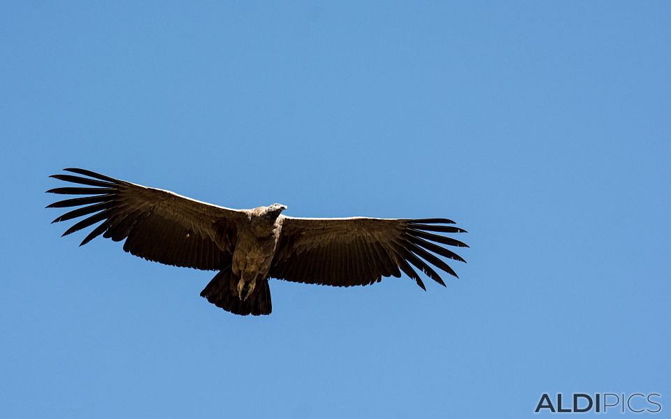 Condors of Colca