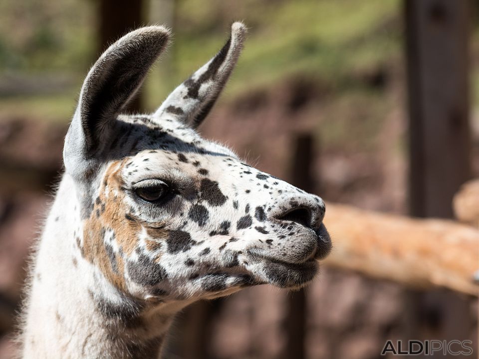 Lama in the yard