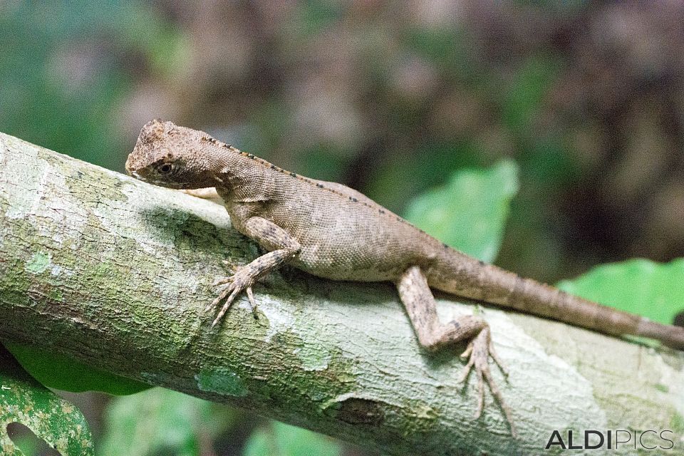 Lizard in jungle