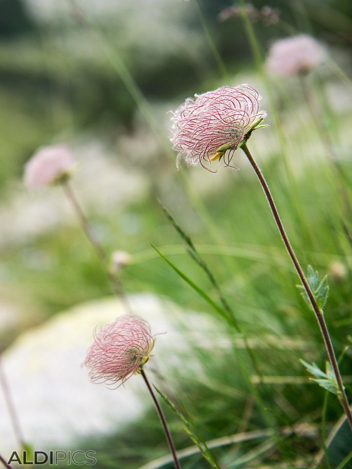 Flowers near the Popovo lake