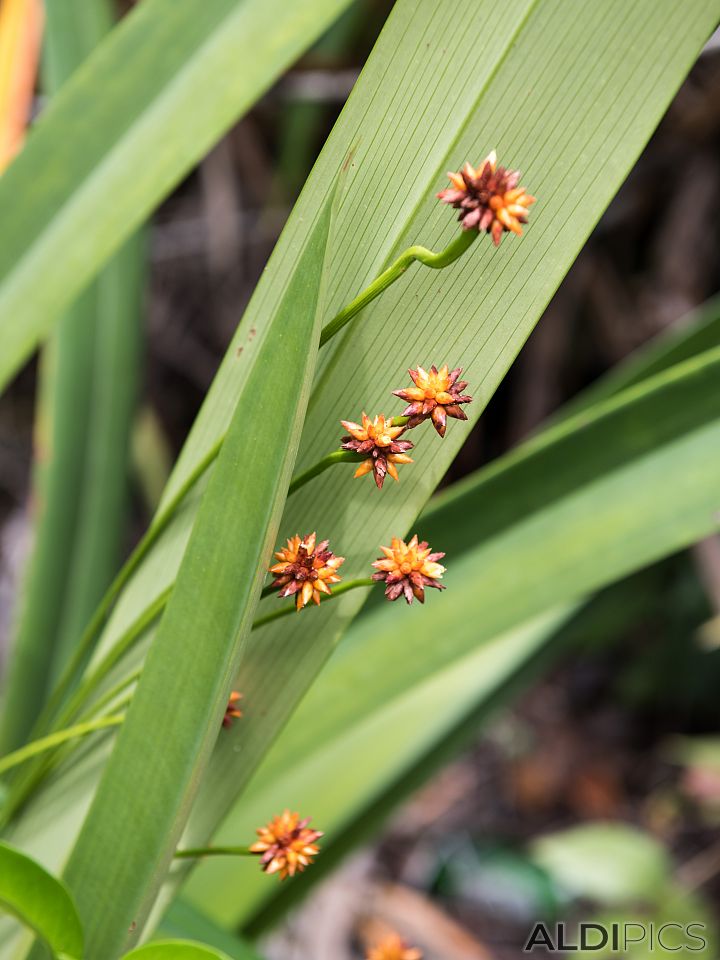 Beautiful flowers along the path