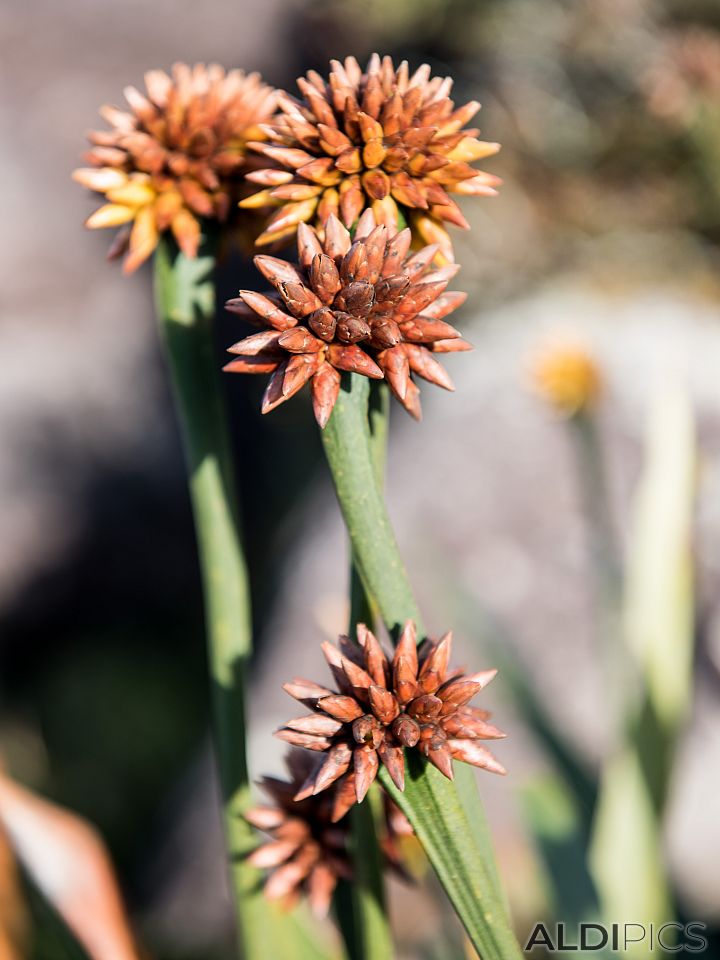 Flowers from Roraima