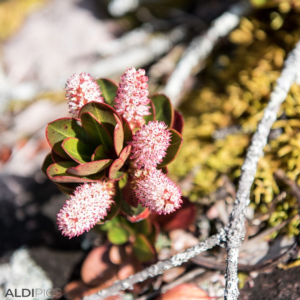 Flowers from Roraima