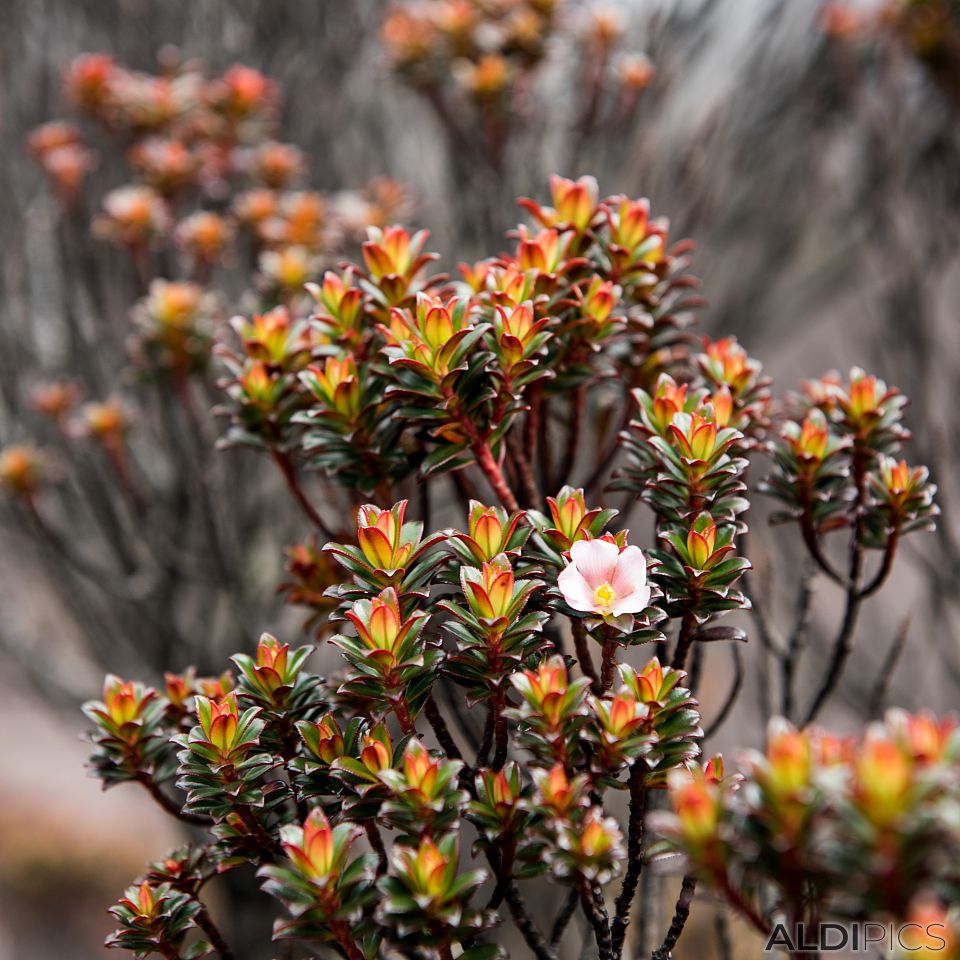 Roraima - the strangest mountain