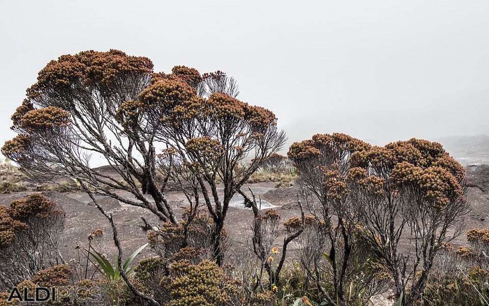 Roraima - the strangest mountain