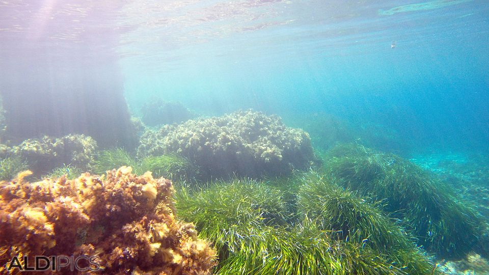 Snorkeling in Malta