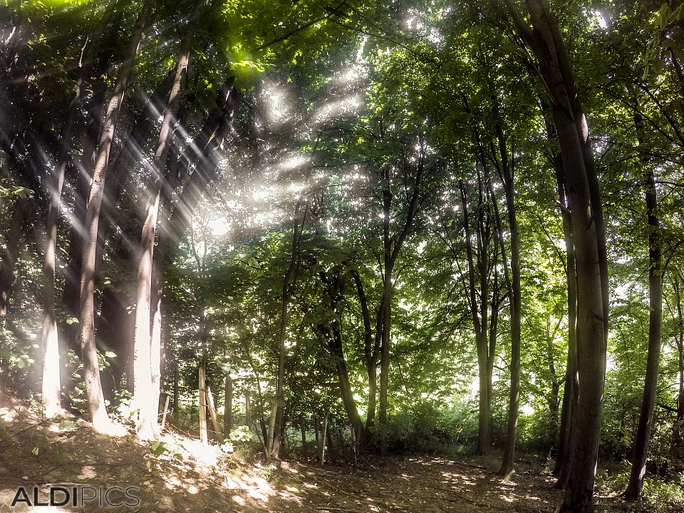 Forest near the monastery