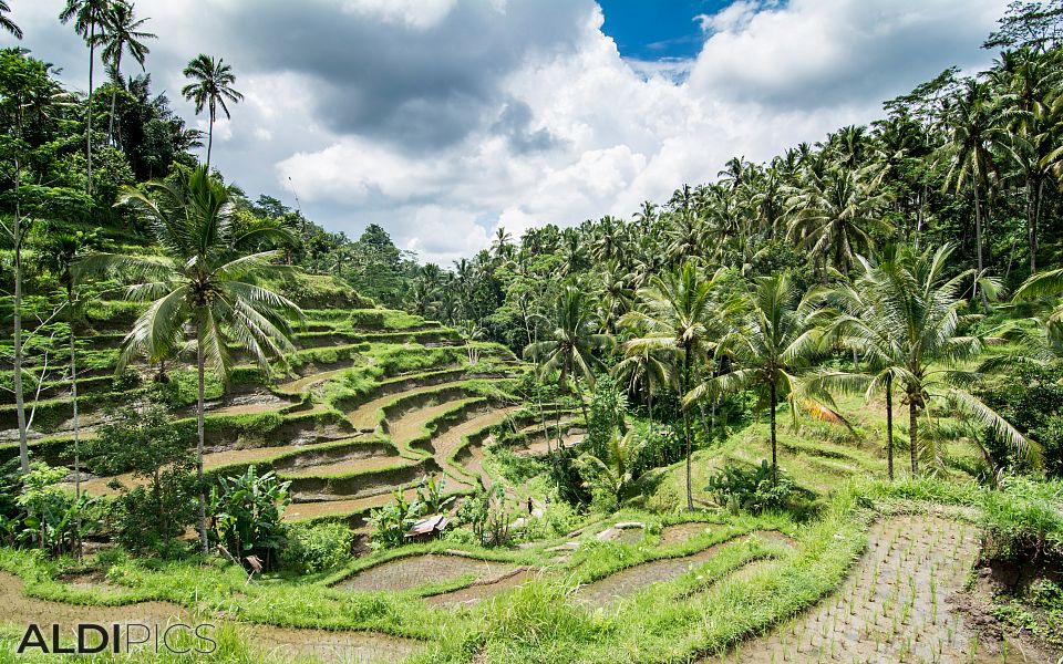 Rice terraces, Tegalalang