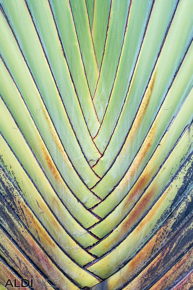 Palm leaf