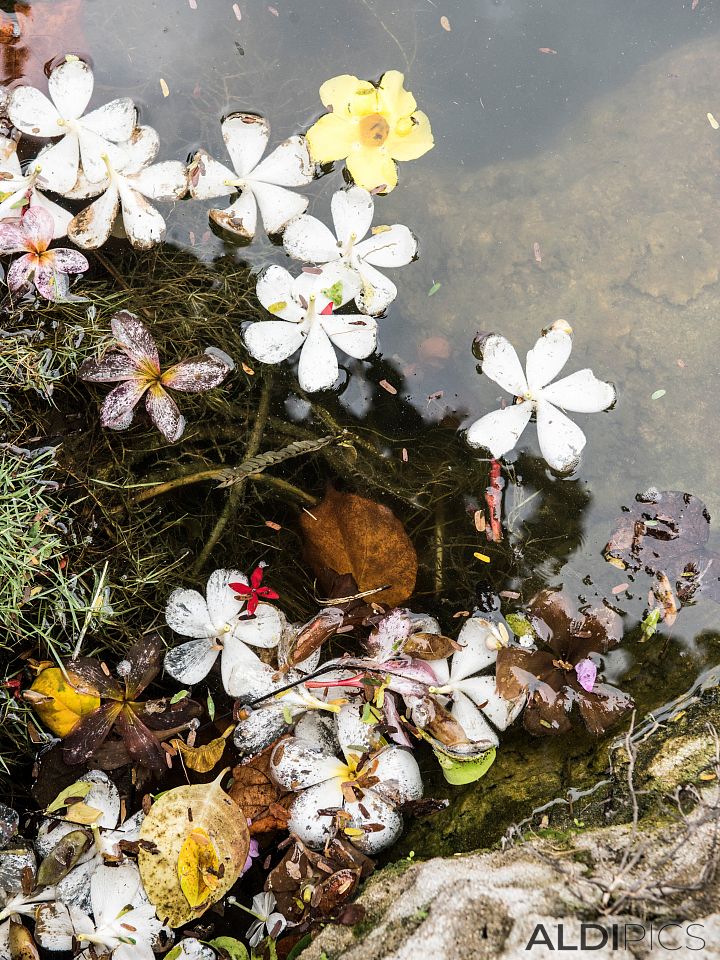 Flowers in the lake