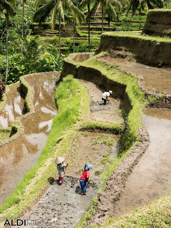 Rice terraces, Tegalalang