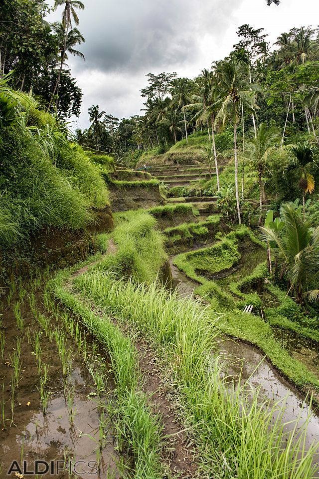 Rice terraces, Tegalalang