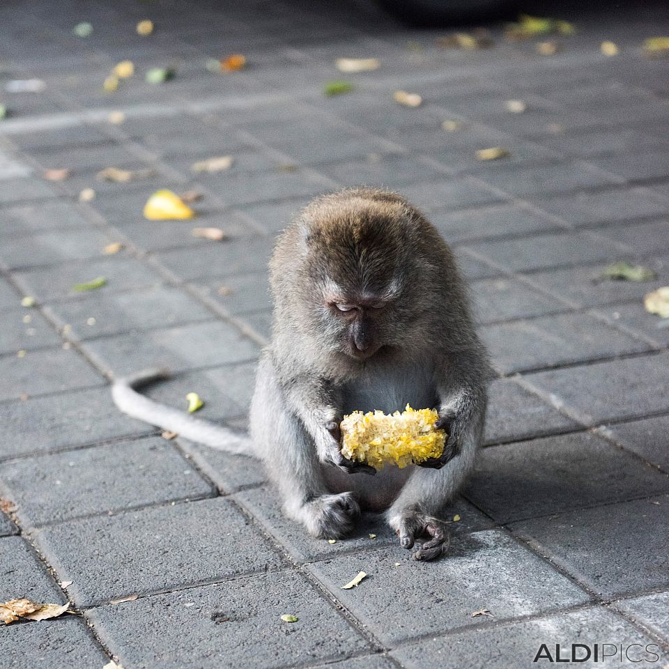 Ubud