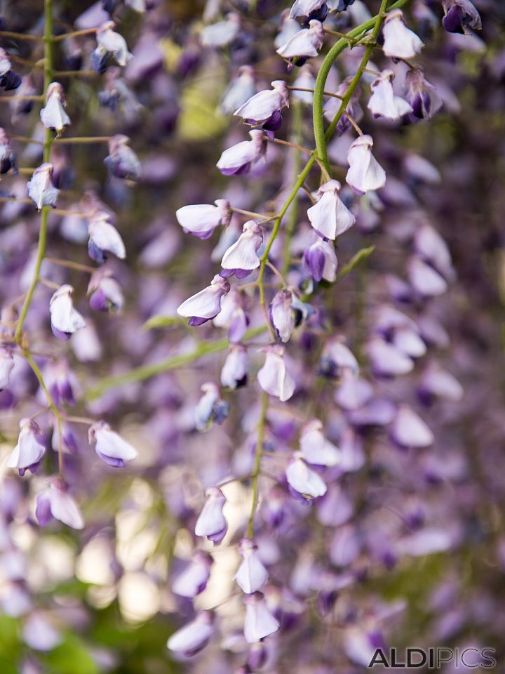 Wisteria