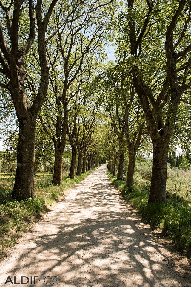 Tuscan road