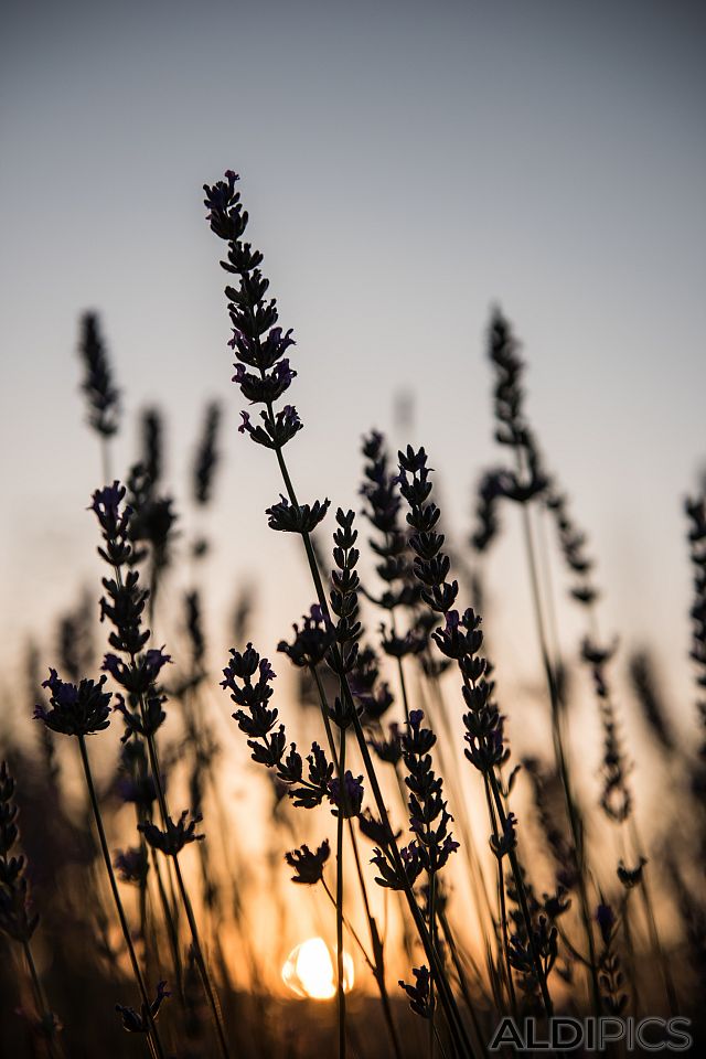 Sunset in lavender