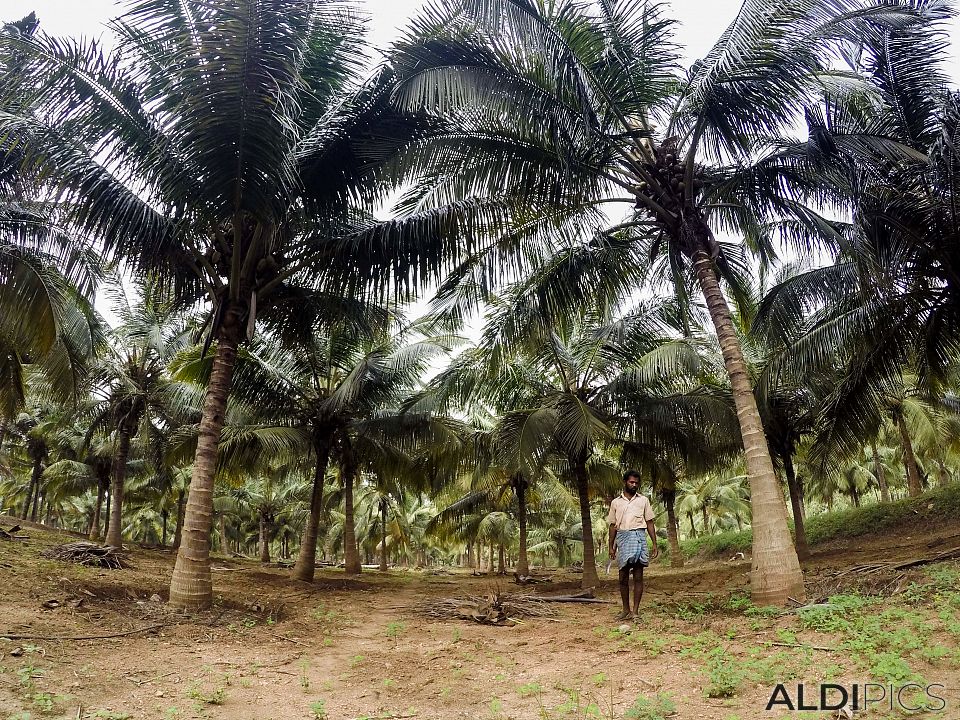 Coconut garden