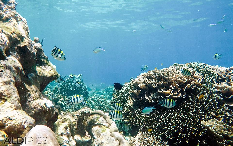 Reefs of Gili Meno