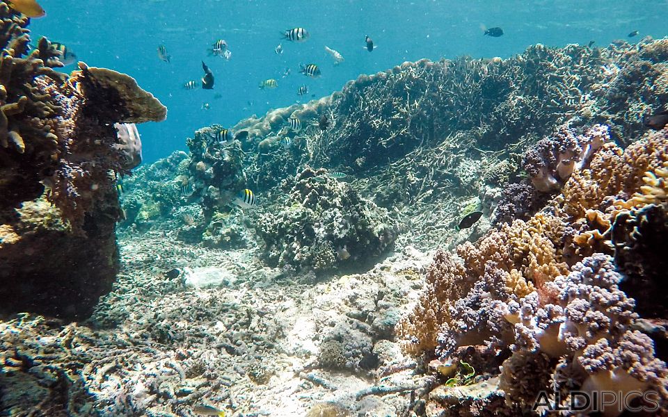 Reefs of Gili Meno