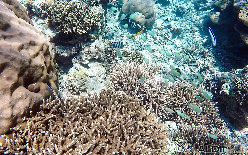 Reefs of Gili Meno