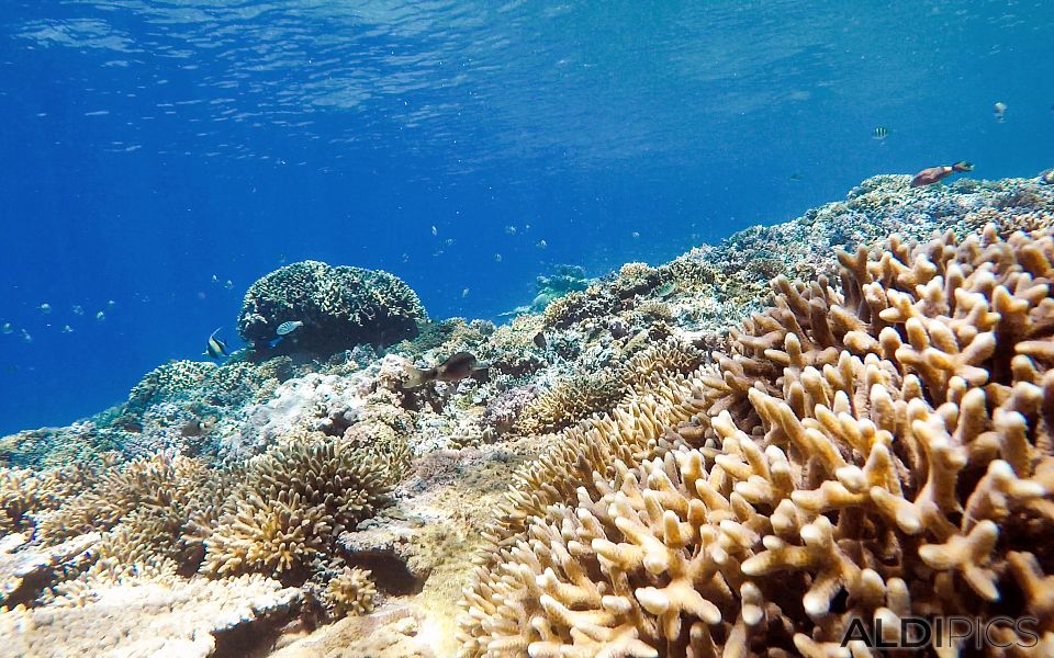 Reefs of Gili Meno