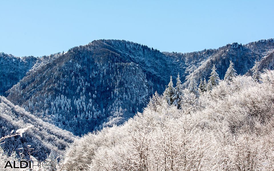 Snowy forest