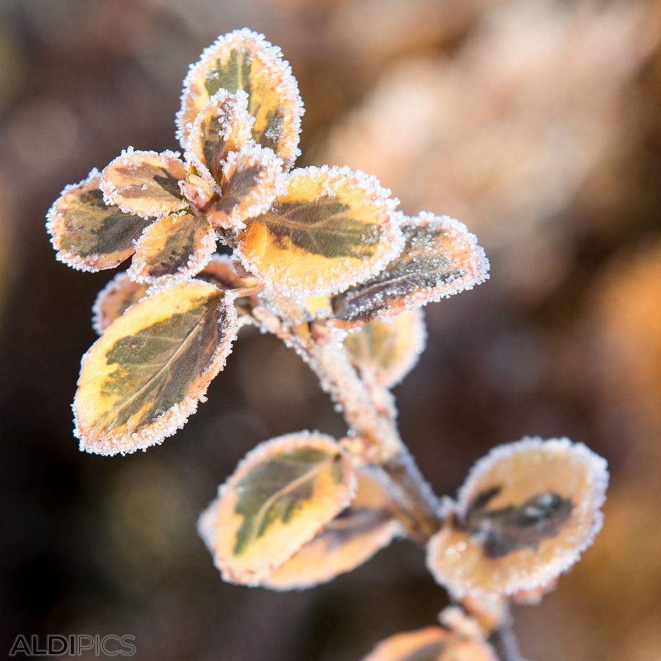 Snowy leaves