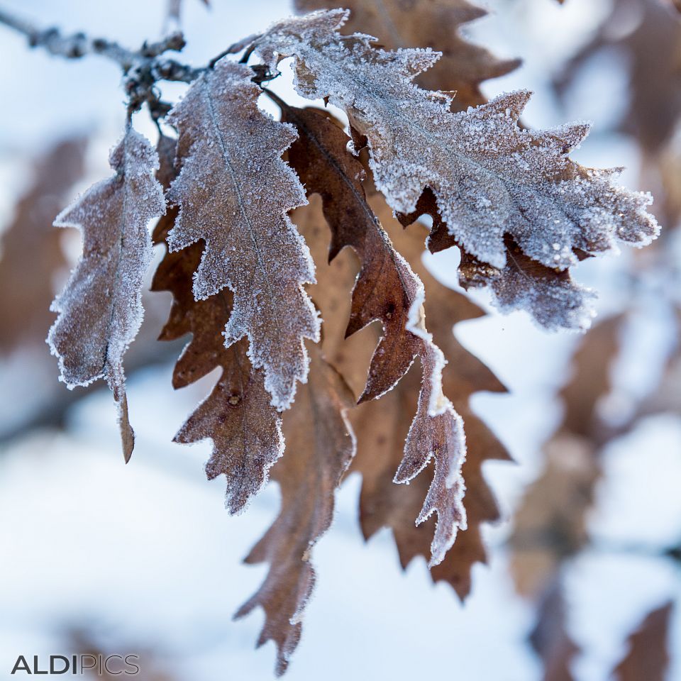 Snowy leaves