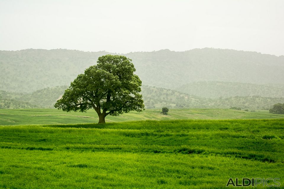 On the way to Shushhtar