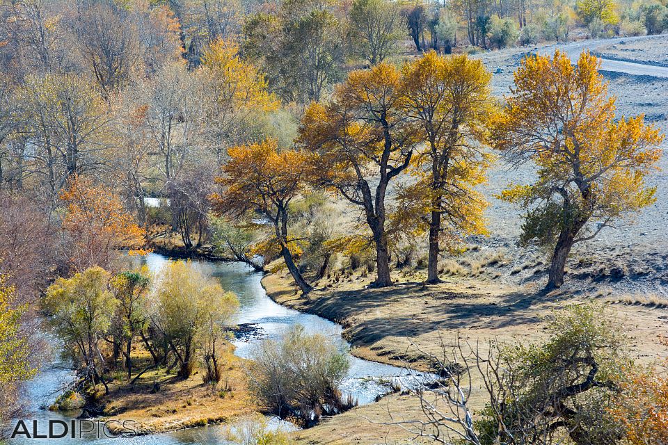 Oasis by the river