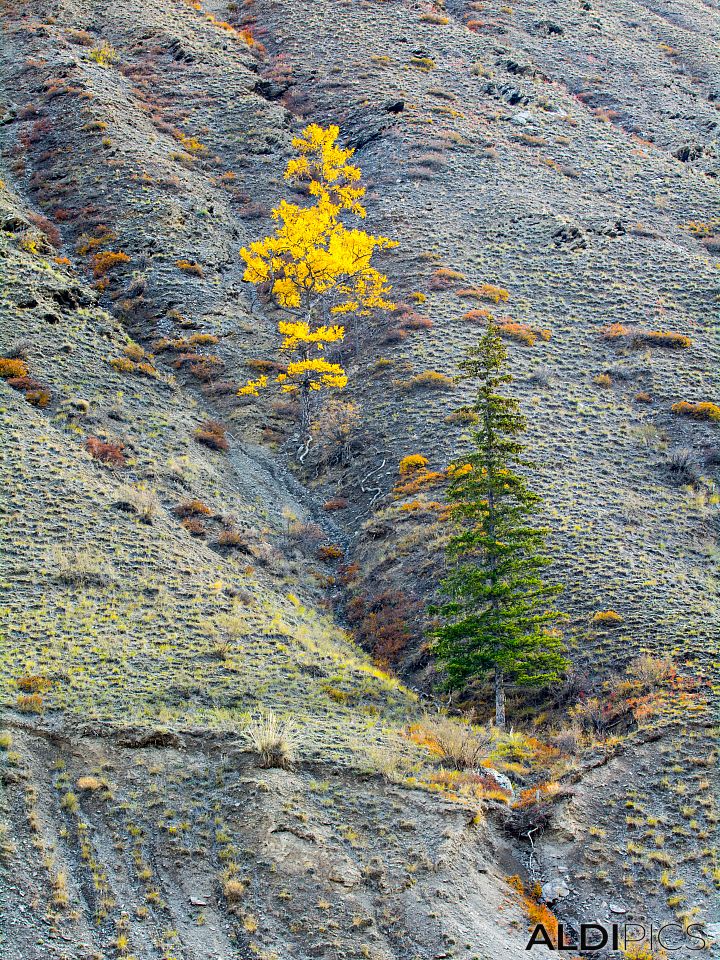 Autumn in Altai