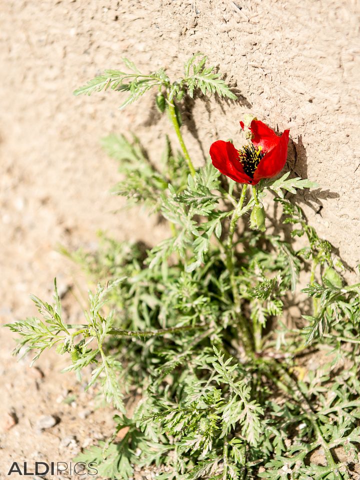 Flower on the wall